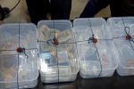 Thief Arrest