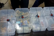 Thief Arrest
