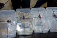 Thief Arrest