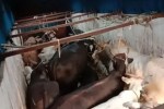 cow smuggling in Kota