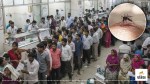 dengue malaria cases rise moradabad
