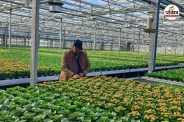 denmark farming