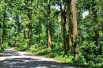 State of Forest Report 2021-23 bundelkhand green cover loss mp news