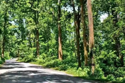 State of Forest Report 2021-23 bundelkhand green cover loss mp news