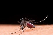 ngue outbreak sidhi district cases weather change rain mp news