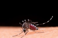 ngue outbreak sidhi district cases weather change rain mp news