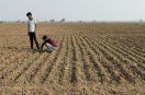 Farmer