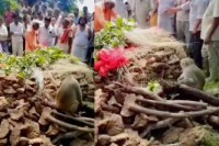 monkey in hanuman bhakt woman funeral sits near pyre mp news