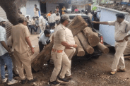 pushpa style smuggling saugon wood tapti river mp news