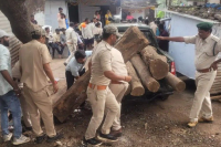 pushpa style smuggling saugon wood tapti river mp news