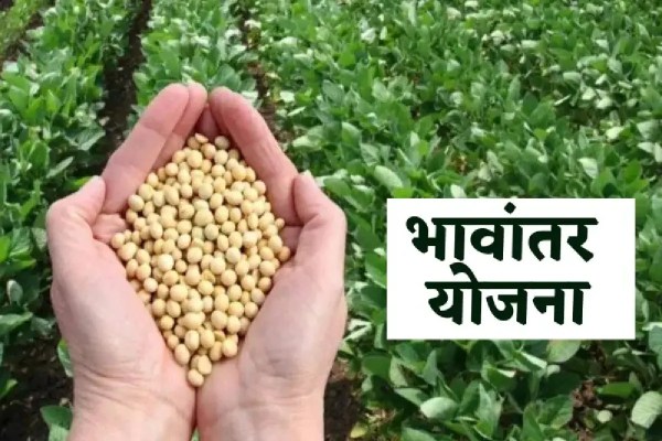 Bhavantar Yojana benefit farmers cash transaction mp news