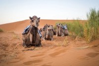 ater fort to chambal river camel safari dolphin gharial mp tourism