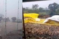 mp weather unseasonal heavy rain destroys crops monsoon departure