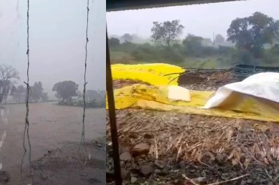 mp weather unseasonal heavy rain destroys crops monsoon departure