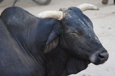 dabra bull attack killed youth four injured mp news