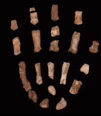 Fossils of 15 lakh years old hand