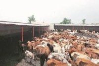 CG News: पत्रिका की खबर का असर, मानव निर्मित जंगल में 265 मवेशियों की मौत की पुष्टि, जांच टीम पहुंची