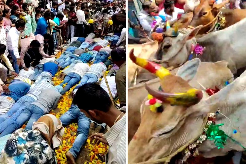 Gaay Gohari Festival