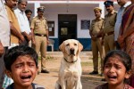 hamirpur News, hamirpur Latest news, dog ownership, legal dispute, Labrador, police, witness, कुत्ता, मालिकाना, विवाद, पुलिस, गवाह