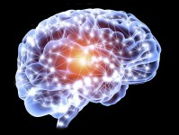 Human brain cells