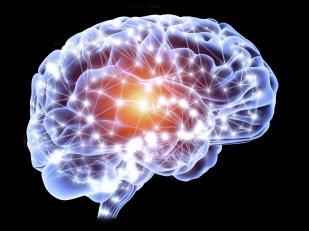 Human brain cells