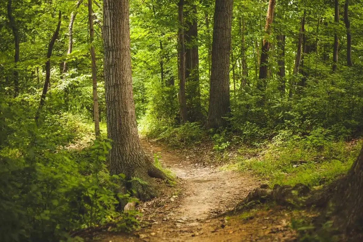 Indian forest