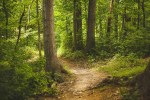 Indian forest