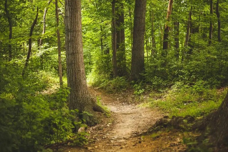 Indian forest
