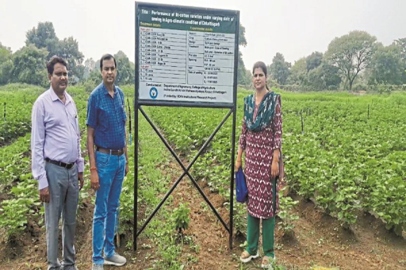 CG News: छत्तीसगढ़ के सफेद सोना पर बड़ा दांव, 5 साल में 10 गुना बढ़ी कॉटन फार्मिंग, जानें कहां कितना हुआ उत्पादन