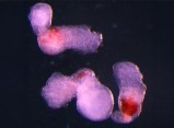 Lab grown embryos produce blood cells