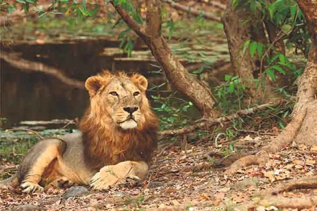 Asiatic lions