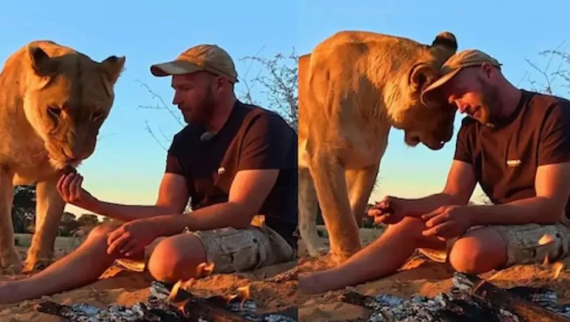 Man eats with lioness