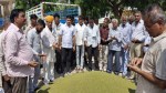Moong in mandi