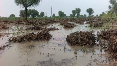 moong kharaba