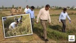 moradabad dm anuj singh crop cutting rice field