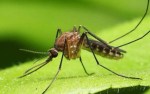 Mosquito in Iceland