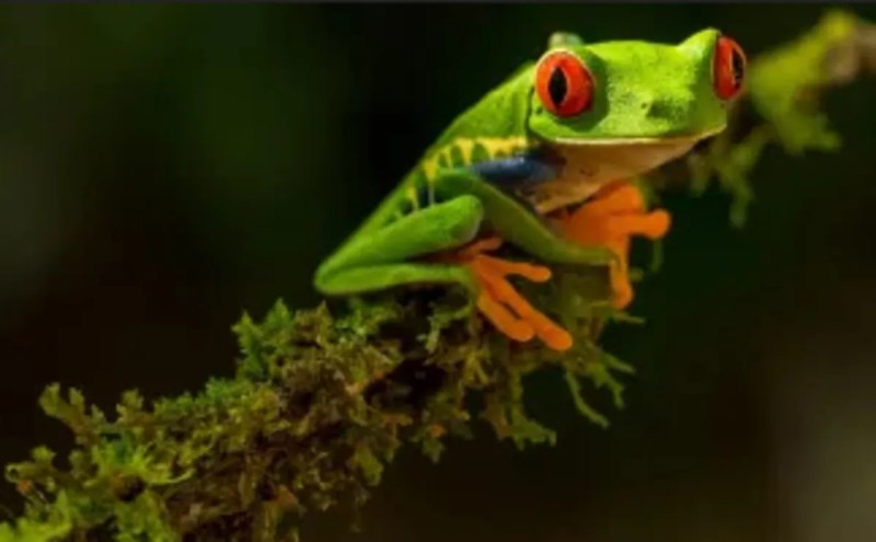 Plant-animal extinction rates slowed down