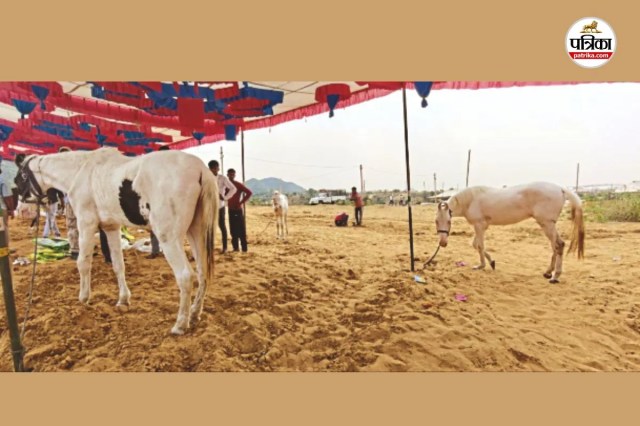 पुष्कर मेला