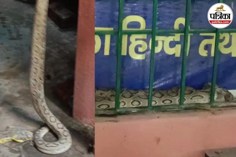 रसल वाइपर