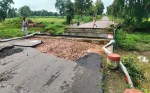 pulia