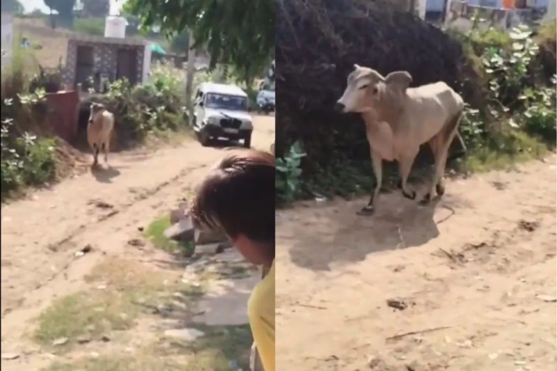 bull killed in sikar