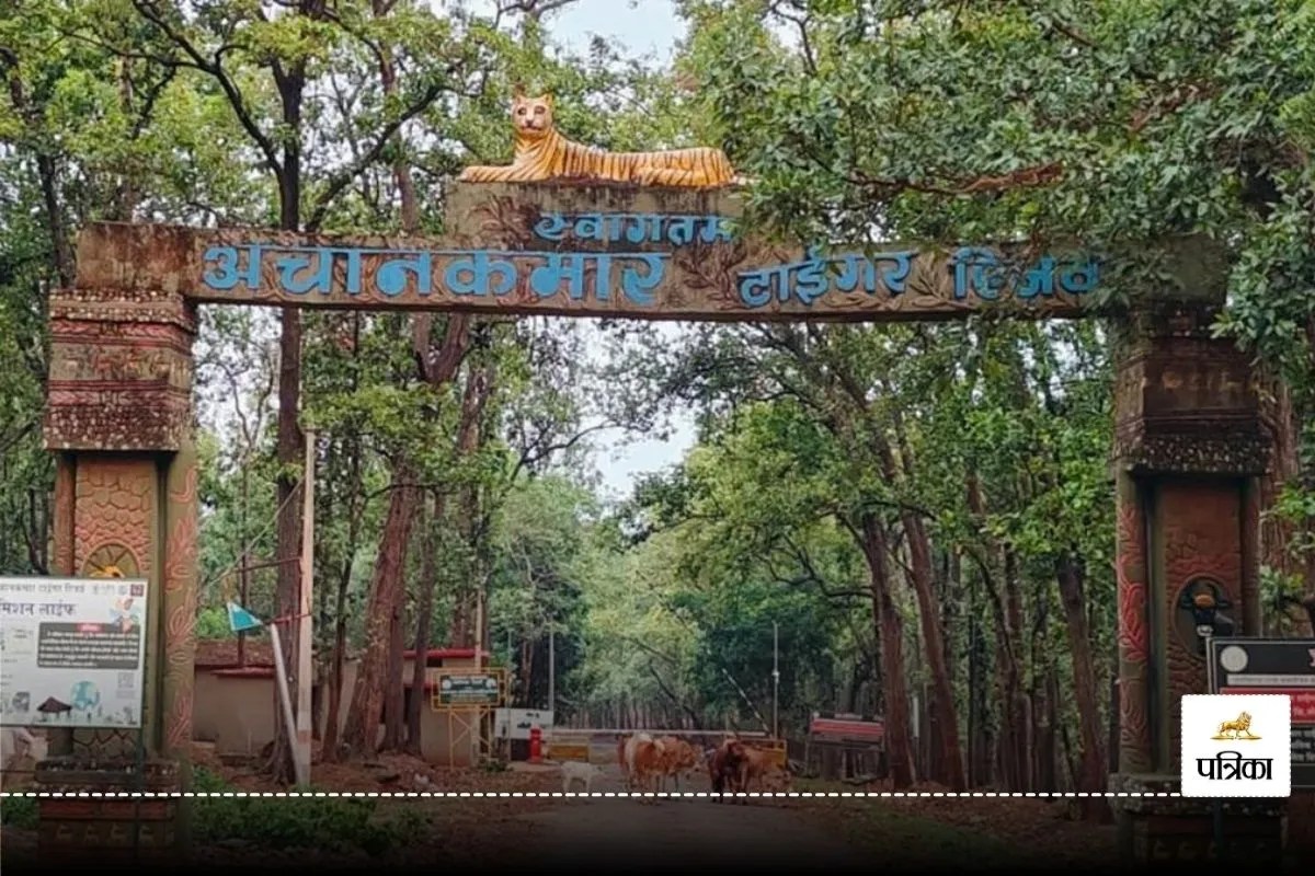 CG Tourism: 1 नवंबर से खुलेगा मैकल पर्वत की गोद में बसा टाइगर रिजर्व अचानकमार, पर्यटकों को मिलेगी ये विशेष सुविधा