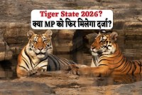 tiger counting preparation in MP