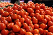 Tomatoes from Barwani-Nagalwadi are in demand in India and abroad