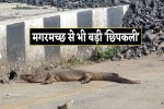 ujjain news