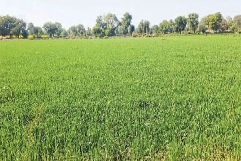 Steps of happiness: Bumper production expected, wheat will be sown in 1.75 lakh hectares