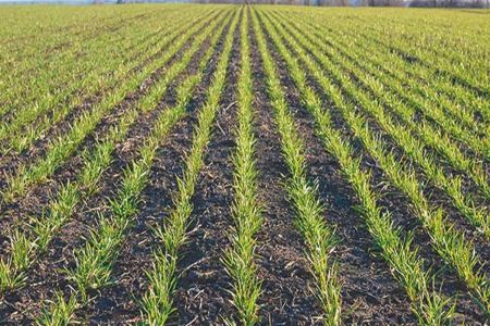 With the onset of winter, the pace of wheat sowing has increased.