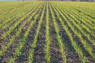 With the onset of winter, the pace of wheat sowing has increased.
