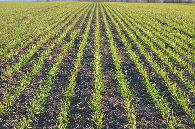 With the onset of winter, the pace of wheat sowing has increased.