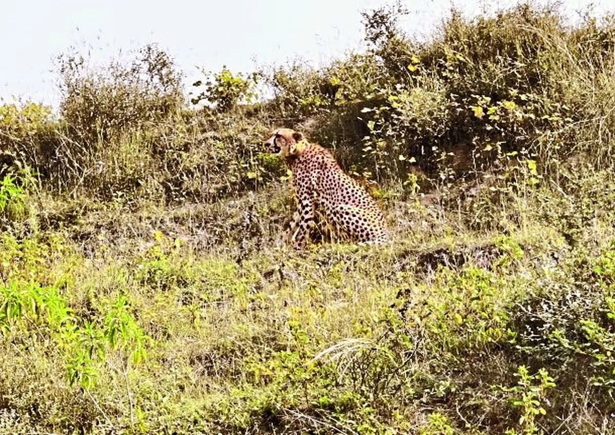 तहसील क्षेत्र के रामगढ़ क्रेटर के समीप बह रही कूल नदी में गुरुवार को अफ्रीका से मध्यप्रदेश के श्योपुर जिले के कूनो अभयारण्य में लाए गए चीता शावक की स्पॉङ्क्षटग से लोगों में दहशत का माहौल है।